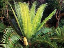 Image result for Encephalartos chimanimaniensis