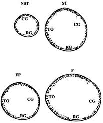 Examples of prokaryotes are bacteria and archaea. Prokaryotology Chapter Ii Major Characteristics Of The Prokaryotic World Presses De L Universite De Montreal