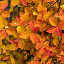 Image result for Spiraea bumalda
