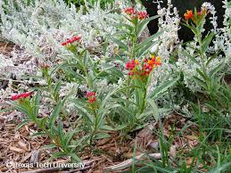 Image result for Asclepias curassavica