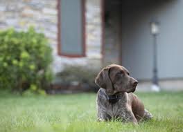 Check the comparison of some top models on the market in our invisible dog fence reviews. Why Invisible Fences Don T Work Petmd