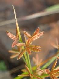 Image result for Cyperus trigonellus