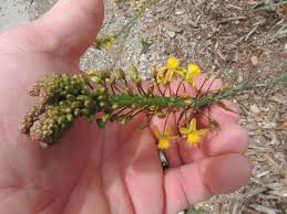 Image result for Bulbine asphodeloides