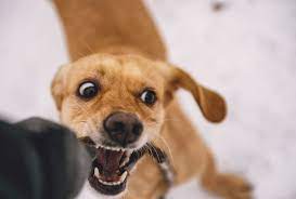 Some trainers recommend to mostly ignore puppy biting, as ignored behavior will decrease over time. My Dog Jumps And Bites When Excited What Can I Do Dogpackr