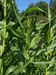 Image result for Zea mays