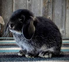 Holland Lop Color Chart Holland Lop Rabbit Colors Ohio