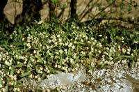 Image result for Polystachya ottoniana