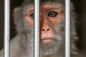 Born Free USA Statement on Escape of 43 Rhesus Macaques from South Carolina  Laboratory | Born Free USA