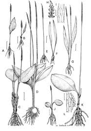 Image result for Ophioglossum reticulatum