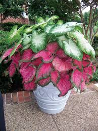 Image result for Caladium