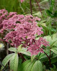 Image result for Searsia rogersii