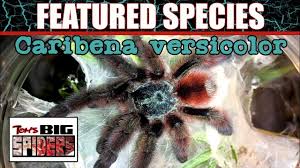 4k supermacro shots as well? Tom S Big Spiders Tarantula Care