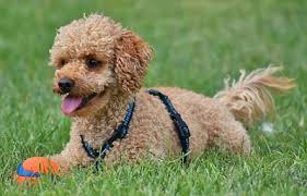 Toy Poodle Health Problems Feeding