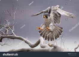 Peregrine Falcon In New Jerseyperegrine Falcon Jersey Peregrine Falcon Peregrine Minimalist Business Cards