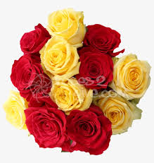 Check spelling or type a new query. Red Yellow Combination Red And Yellow Rose Combination Transparent Png 800x800 Free Download On Nicepng