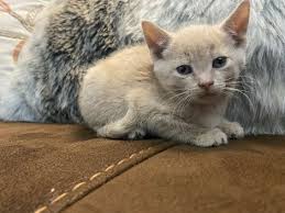 For the price of an adoption fee, you'll likely find your perfect feline match on petfinder, a community of over 11,000 shelter and rescue group members. Pets Cats Kittens For Rehoming Toronto Ontario Ohmy