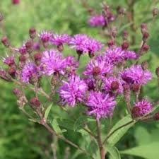 Image result for Vernonia jelfiae