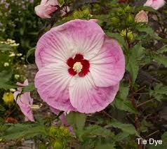 This small shrub blooms constantly. Cottage Farms 3 Pc Tropical Paradise Hardy Hibiscus Qvc Com