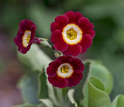 Image result for Primula x pubescens
