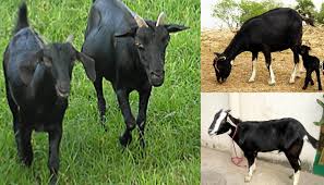 Rubber on the sole seems to wear quickly, but i walk hard. Black Bengal Goat Breed Everything You Need To Know