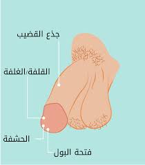 القضيب - الحب ثقافة