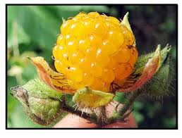 Image result for Rubus ellipticus