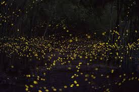 Long Exposure Photos Of Fireflies Lighting Up The Forest Night With Images Long Exposure Photos Firefly Photography Long Exposure