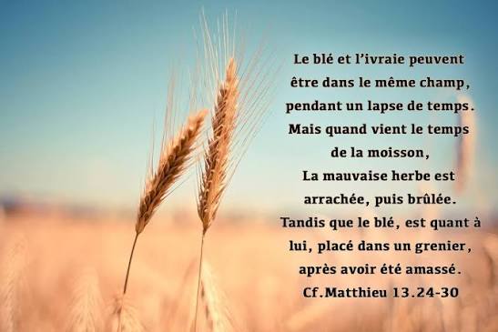 Paroisse - ÉVANGILE DU JOUR POUR UN BON JOUR... « Laissez-les pousser  ensemble jusqu'à la moisson » (Mt 13, 24-43) Évangile de Jésus Christ selon  saint Matthieu En ce temps-là, Jésus proposa