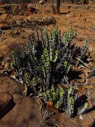 Image result for Euphorbia schinzii