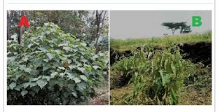 Image result for Croton macrostachyus