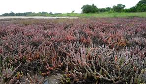 Image result for Halosarcia