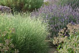 Image result for Landolphia glabra