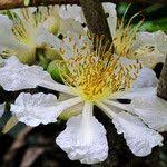 Image result for Caloncoba welwitschii