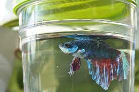 This includes bad care in fish stores, bad novelty bowls, someone else's bad betta care. Aquarium Salt For Bettas Faq Betta Care Fish Guide
