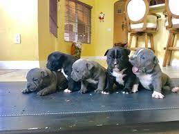 Blue pitbull puppies for sale. Bully Dog For Sale In Florida