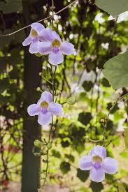 Image result for Thunbergia reticulata