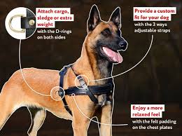 Belgian malinois akc markings breed standard. Get Belgian Malinois Leather Harness