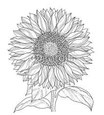 We did not find results for: Sunflower Line Drawing Sunflower Line Art Asolated Sunflower Drawing Sunflower Sketches Drawings