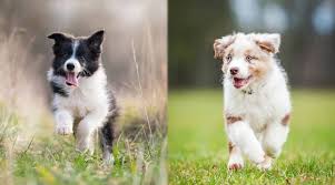 The first recorded import of a border collie was hindhope hed in 1901. Border Collie Vs Australian Shepherd Breed Differences Similarities