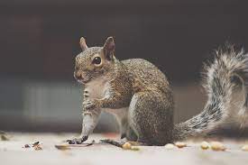Here's what to do if you've got squirrels in your attic: How To Identify Pests In Your Attic By The Sounds You Re Hearing