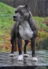 Legendar Besten Bilder Von Schwarzen Pitbull Dog Breeds Pitbull Terrier Pitbulls
