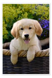 Image result for golden retriever