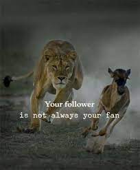 Teamworkquotes Teamwork Quotes Animals Great Inspirational Quotes Lion Quotes Inspirational Quotes Motivation