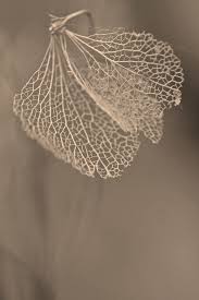 Barren Leaves Texture Color I Love The Delicacy Of This Image It Feels Precious And Pure Envers Du Decor Feuille Paysage Noir