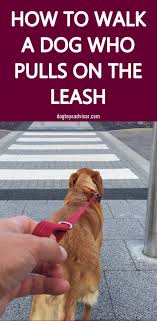 Has Walking Your Dog Turned Into A Constant Game Of Tug O War Here S How To Stop A Dog Pulling On The Leash In Minutes Not Days Dog Training Dogs Dog Walking
