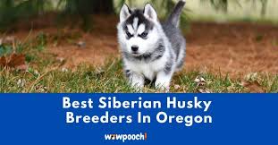 Cheap and free husky puppies in minnesota are you searching for a husky puppy or dog in minnesota? Top 3 Best Siberian Husky Breeders In Oregon Or State 2021 Wowpooch