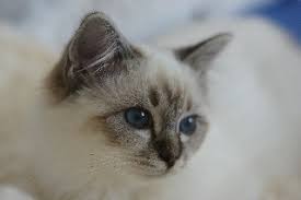 From the significance of the cat to the ancient egyptians to. Concerto Birman S Www Concertobirmans Net