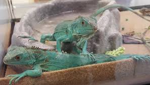 Scales & tails exotic pet clinic. Scales Tails Exotic Pet Clinic