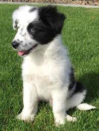 Border Collie Puppy For Sale In Spokane Washington Classified Americanlisted Com