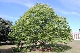 Image result for Hovenia